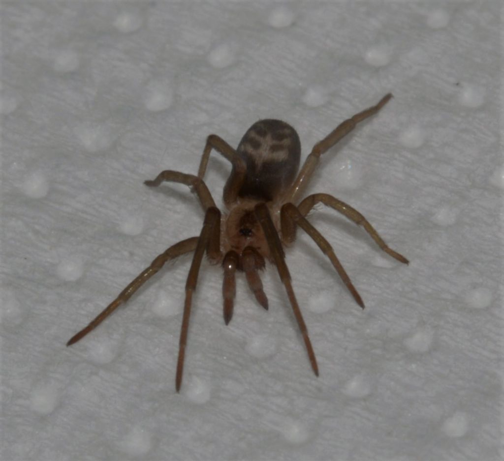 Tegenaria ?  No, Pritha sagittata, femmina  - Grosseto